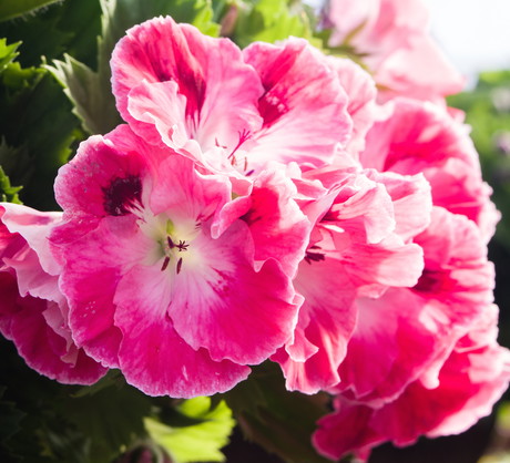 Baldach kwiatów pelargonii angielskiej w całej okazałości. (zdj.: Adobe Stock)