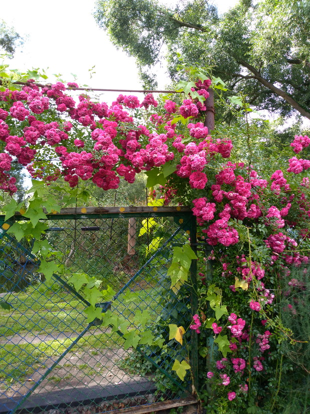 bramka wejściowa do ogrodu - piękne róże i inne rośliny pnące takie jak bluszcz.
