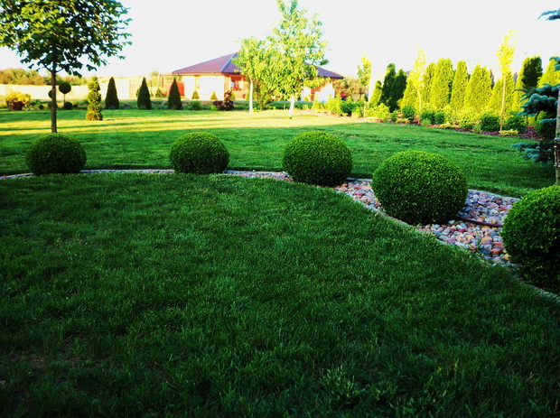 Bukszpanowe kule po wizycie u fryzjera