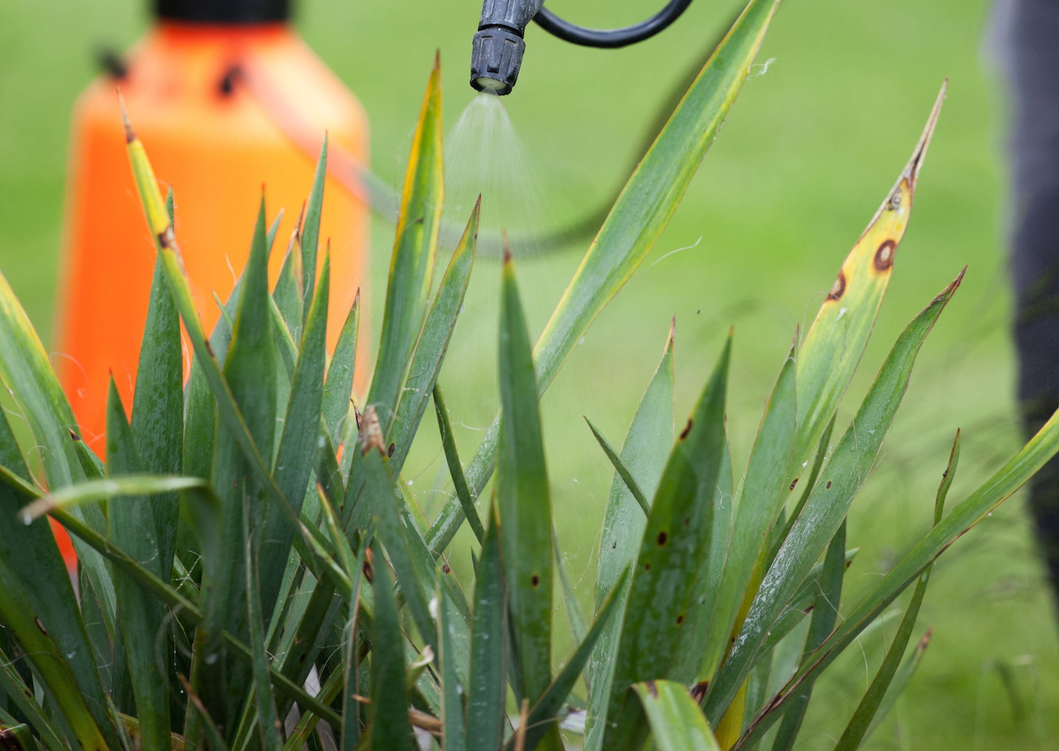 Ciemne przebarwienia i usychanie liści charakteryzuje miękką zgniliznę, chorobę o podłożu bakteryjnym, pojawiającą się przy zbyt częstym podlewaniu rośliny. (zdj.: Adobe Stock)