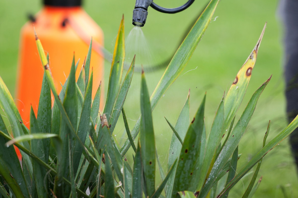 Ciemne przebarwienia i usychanie liści charakteryzuje miękką zgniliznę, chorobę o podłożu bakteryjnym, pojawiającą się przy zbyt częstym podlewaniu rośliny. (zdj.: Adobe Stock)