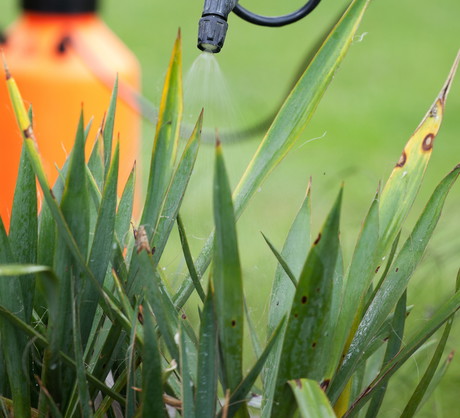 Ciemne przebarwienia i usychanie liści charakteryzuje miękką zgniliznę, chorobę o podłożu bakteryjnym, pojawiającą się przy zbyt częstym podlewaniu rośliny. (zdj.: Adobe Stock)