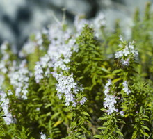 Cząber o mocnym i pikantnym smaku, jako przyprawa dodaje wyrazu przede wszystkim warzywom. (zdj.: Adobe Stock)