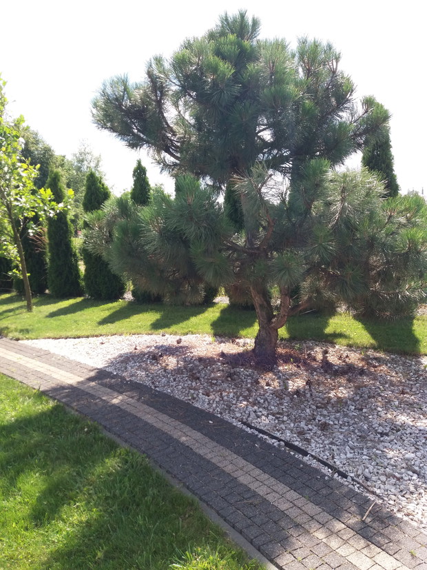  Czarna sosna jako soliter.  Sosnę kupiliśmy jako duże drzewo.  Piękny pokrój zawdzięcza corocznemu cięciu. W grysie pod sosną zasiewają się co roku rośliny z pobliskiej rabaty takie jak: wilczomlecz ( pozbierałam z jednej rośliny 100 siewek, z których zr