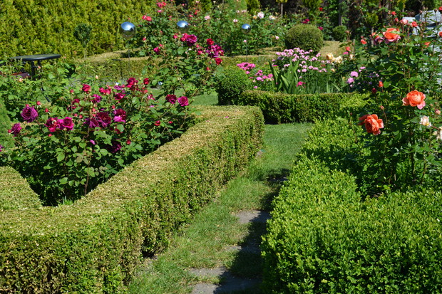 czas kwitnienia róż