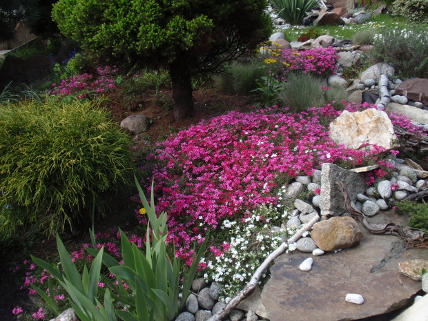 część ogrodu skalnego