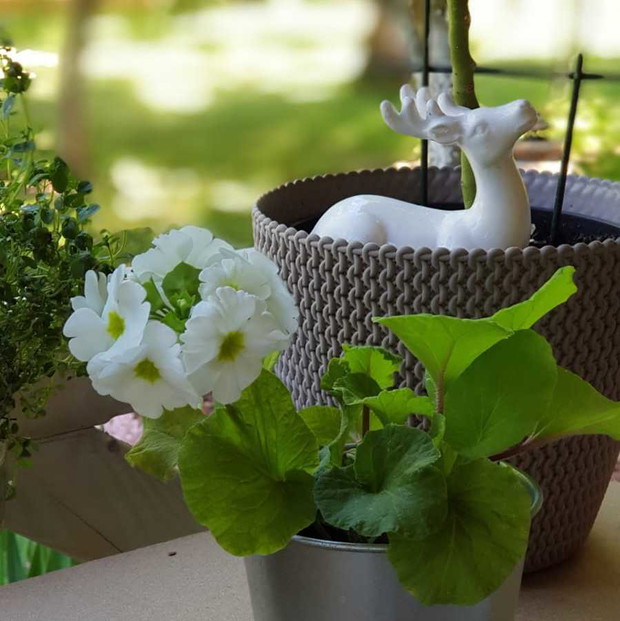 Dodatki w doniczkach  