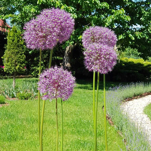 Dostojne czosnki ozdobne jak znaki drogowe stoją przy ścieżce prowadzącej do sadu...