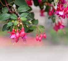 Fuksje o pokroju krzewiastym nadają się do nasadzeń soliterowych, na których w pełni będą prezentować swoją urodę. (zdj.: Adobe Stock)