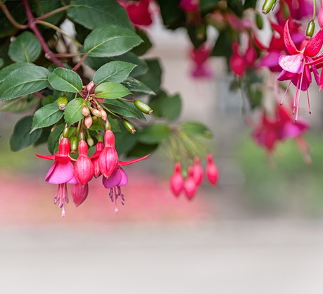 Fuksje o pokroju krzewiastym nadają się do nasadzeń soliterowych, na których w pełni będą prezentować swoją urodę. (zdj.: Adobe Stock)