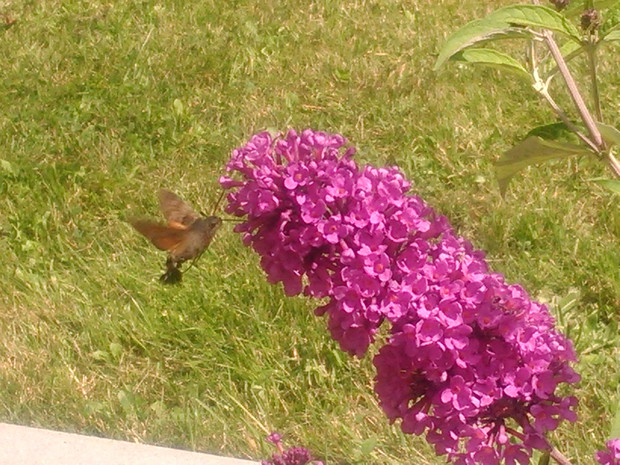 Gołąbek fruczak, gatunek ćmy spijający nektar z budlei wygląda jak koliber.
