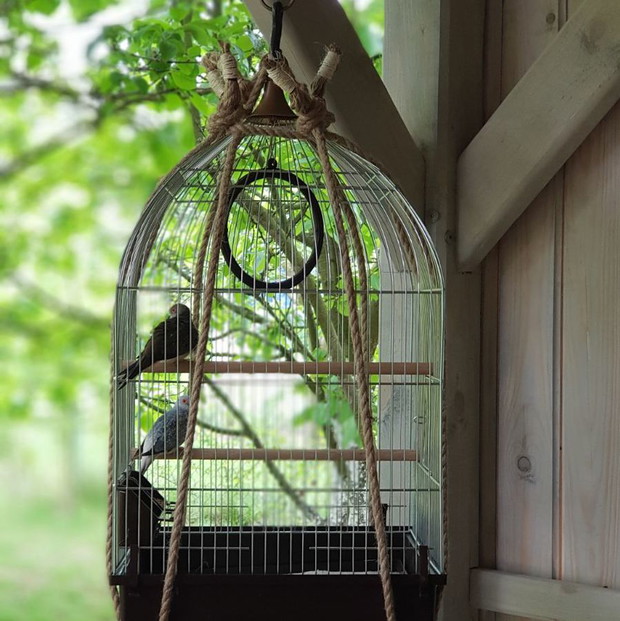 Gołąbki  diamentowe na półkoloniach,do domu wrócą  dopiero jesienią.To stare dobre małżeństwo.