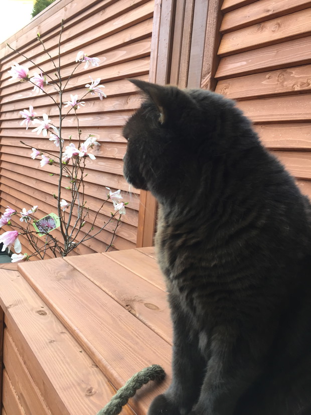 GREGORY na tle magnoli 