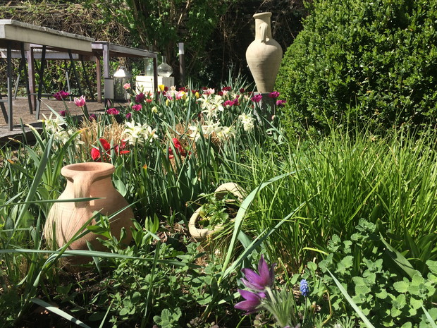 Grządka wiosenna narcyzy tulipany