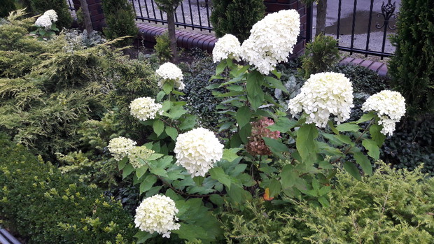 Hortensja bukietowa Limelight