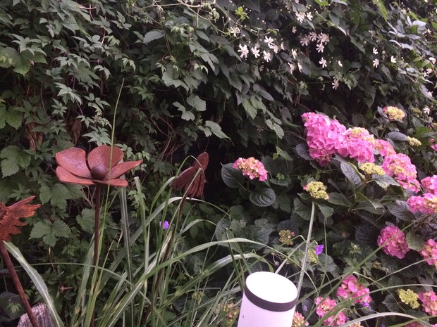 Hortensje na tle powojników i biżuteria ogrodowa