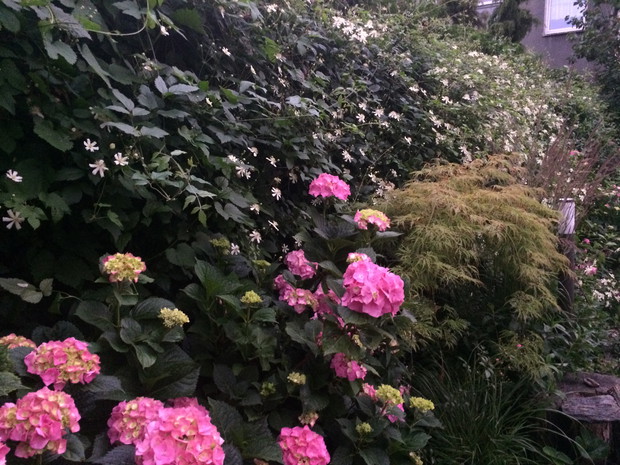 Hortensje ,powojniki i klonik chiński