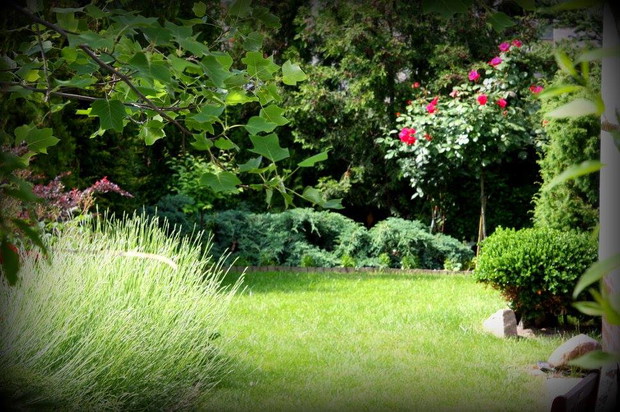 Iglaki w przedogródku