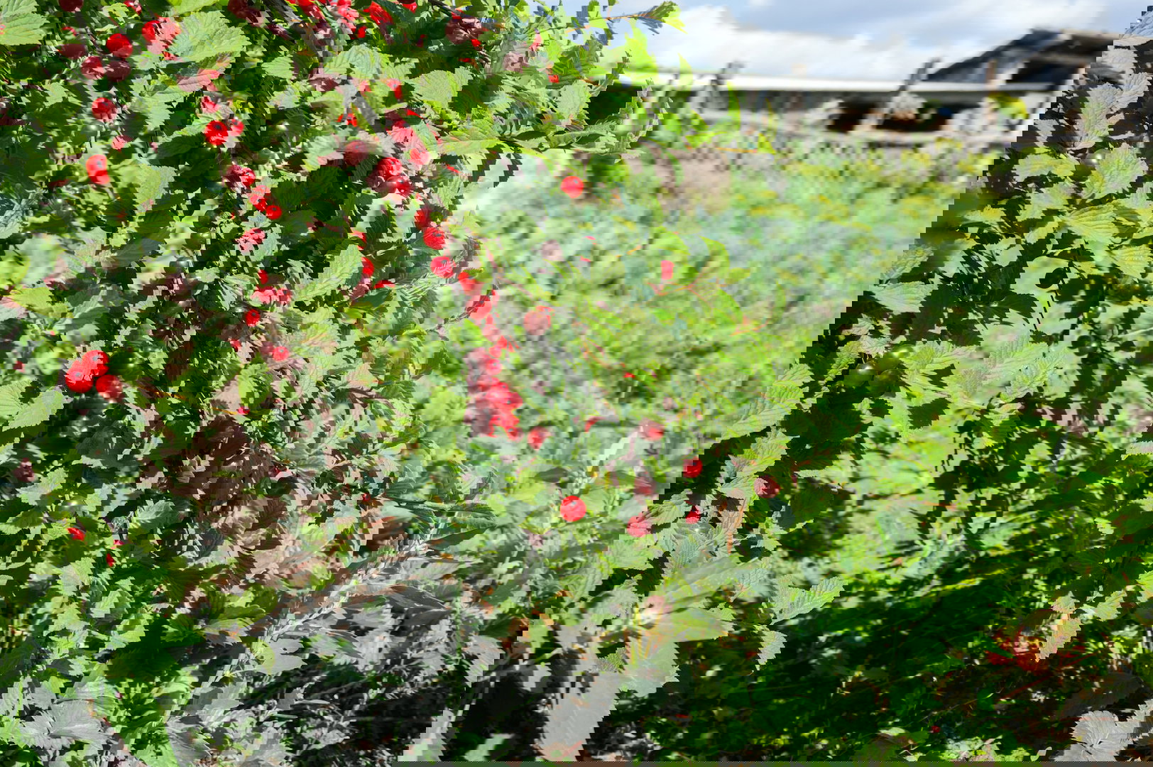 Jagodnik z powodzeniem założyć możemy w odleglejszych zakątkach ogrodu, choćby w otoczeniu niewielkich drzew owocowych. (zdj.: iStock)