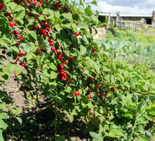Jagodnik z powodzeniem założyć możemy w odleglejszych zakątkach ogrodu, choćby w otoczeniu niewielkich drzew owocowych. (zdj.: iStock)