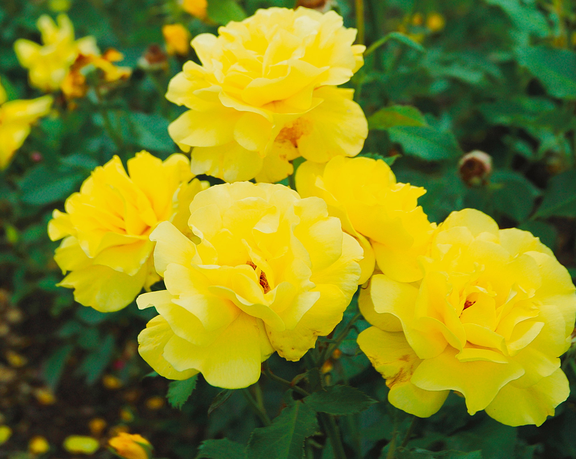 Jedną z wielu zalet odmiany jest długie kwitnienie. Roślina rozpoczyna spektakl na początku lata, nieprzerwanie obradzając kwiatami aż do jesieni.  (zdj.: materiały Związku Szkółkarzy Polskich)