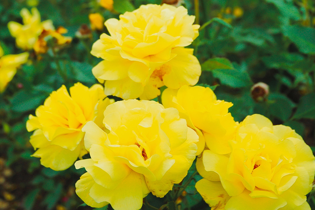 Jedną z wielu zalet odmiany jest długie kwitnienie. Roślina rozpoczyna spektakl na początku lata, nieprzerwanie obradzając kwiatami aż do jesieni. (zdj.: materiały Związku Szkółkarzy Polskich)