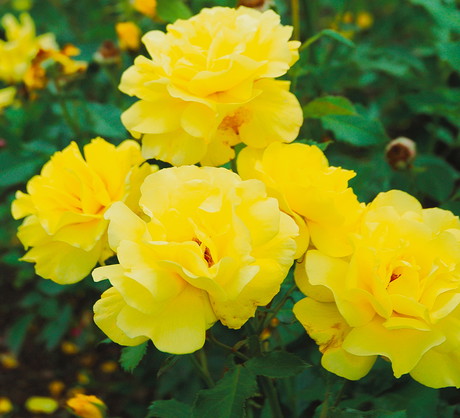 Jedną z wielu zalet odmiany jest długie kwitnienie. Roślina rozpoczyna spektakl na początku lata, nieprzerwanie obradzając kwiatami aż do jesieni. (zdj.: materiały Związku Szkółkarzy Polskich)