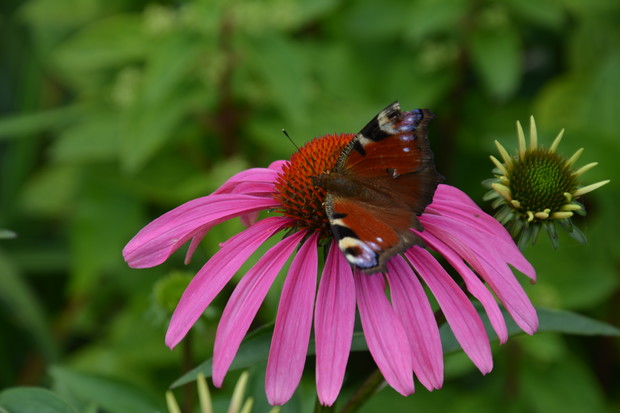 jeżówka z gościem