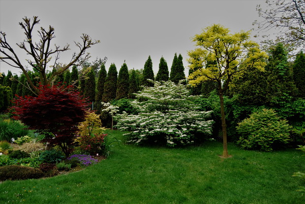 kalina japońska St.Keverne