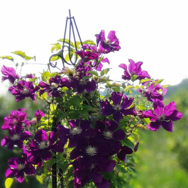 Klematis wspina się dzielnie na   swoje K2