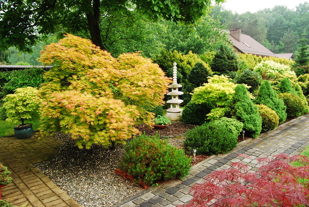 klon japoński a w tle latarnia pagoda