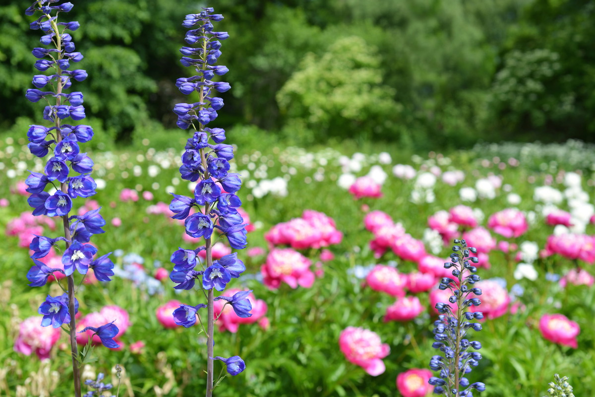 Kłosy ostróżki mogą osiągnąć nawet do 2 metrów wysokości! (zdj.: Adobe Stock)