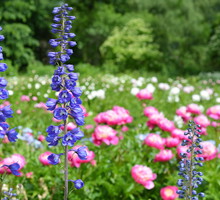 Kłosy ostróżki mogą osiągnąć nawet do 2 metrów wysokości! (zdj.: Adobe Stock)