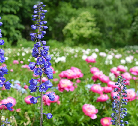 Kłosy ostróżki mogą osiągnąć nawet do 2 metrów wysokości! (zdj.: Adobe Stock)