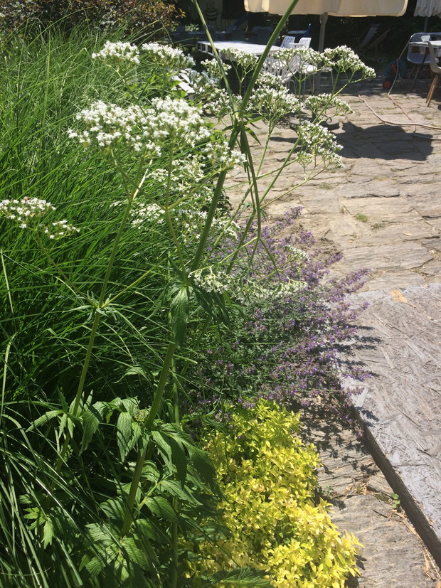 Kocimiętka i oregano