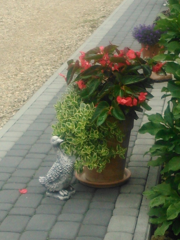 Kompozycja kwiatowa w terakotowej doniczce, która zapewnia kwiatom więcej wilgoci.