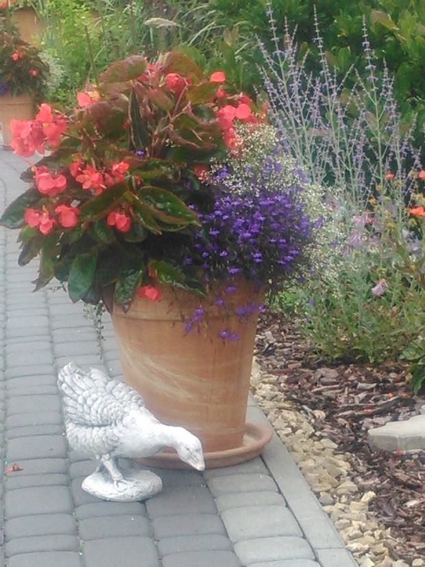 Kompozycje w terakotowych donicach zdobią mój ogród aż do jesieni.