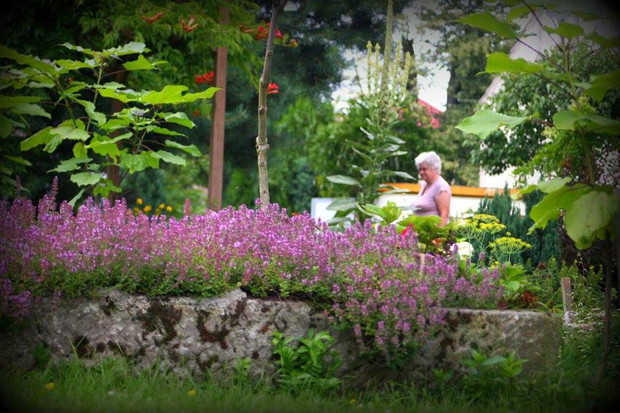 Koryta z macierzanką