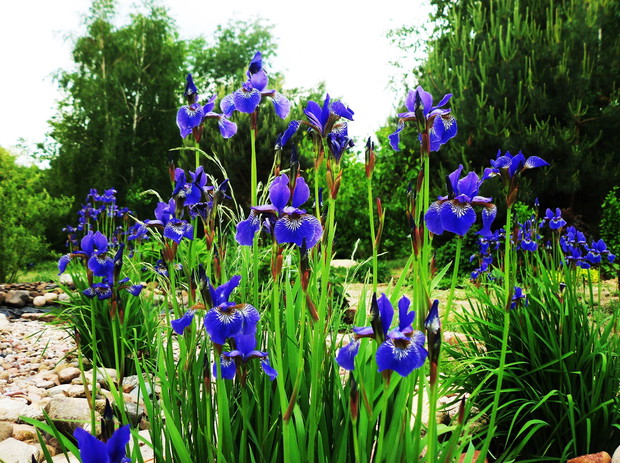 Kosaćce syberyjskie