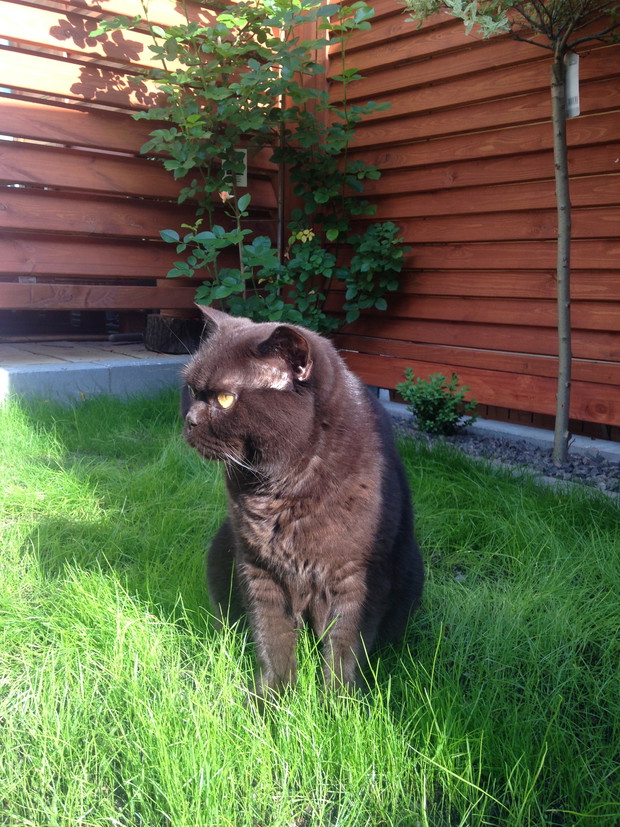 Kot GREGORY - pierwsze przywitanie z nowym ogródkiem 