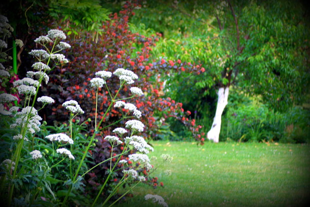 Kozłek lekarki i pęcherznica