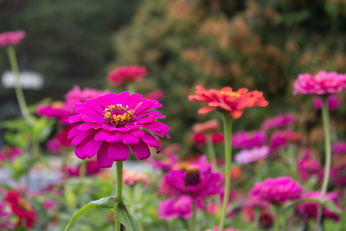 Kwiaty cynii wytwornej (zinnia elegans) z powodzeniem można ciąć i umieszczać w wazonie, podobnie jak suszyć. (zdj.: Adobe Stock)