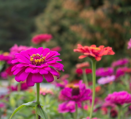 Kwiaty cynii wytwornej (zinnia elegans) z powodzeniem można ciąć i umieszczać w wazonie, podobnie jak suszyć. (zdj.: Adobe Stock)