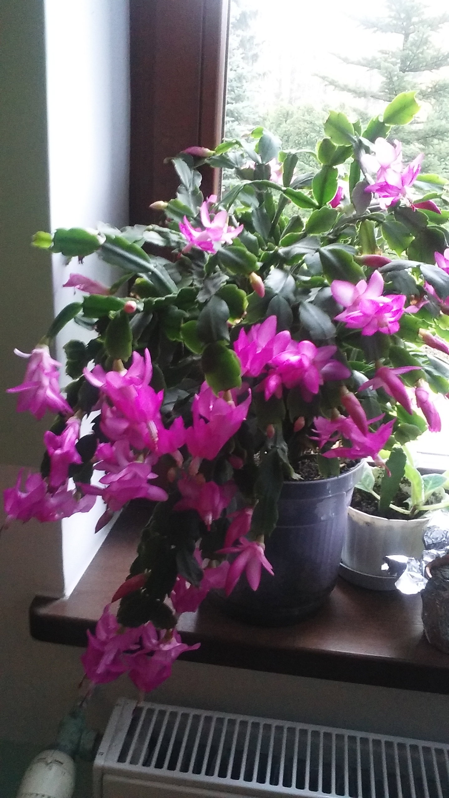 KWIATY  W DOMU    PANI KAZIMIERY   GRUDZIĘŃ FIOLETOWY