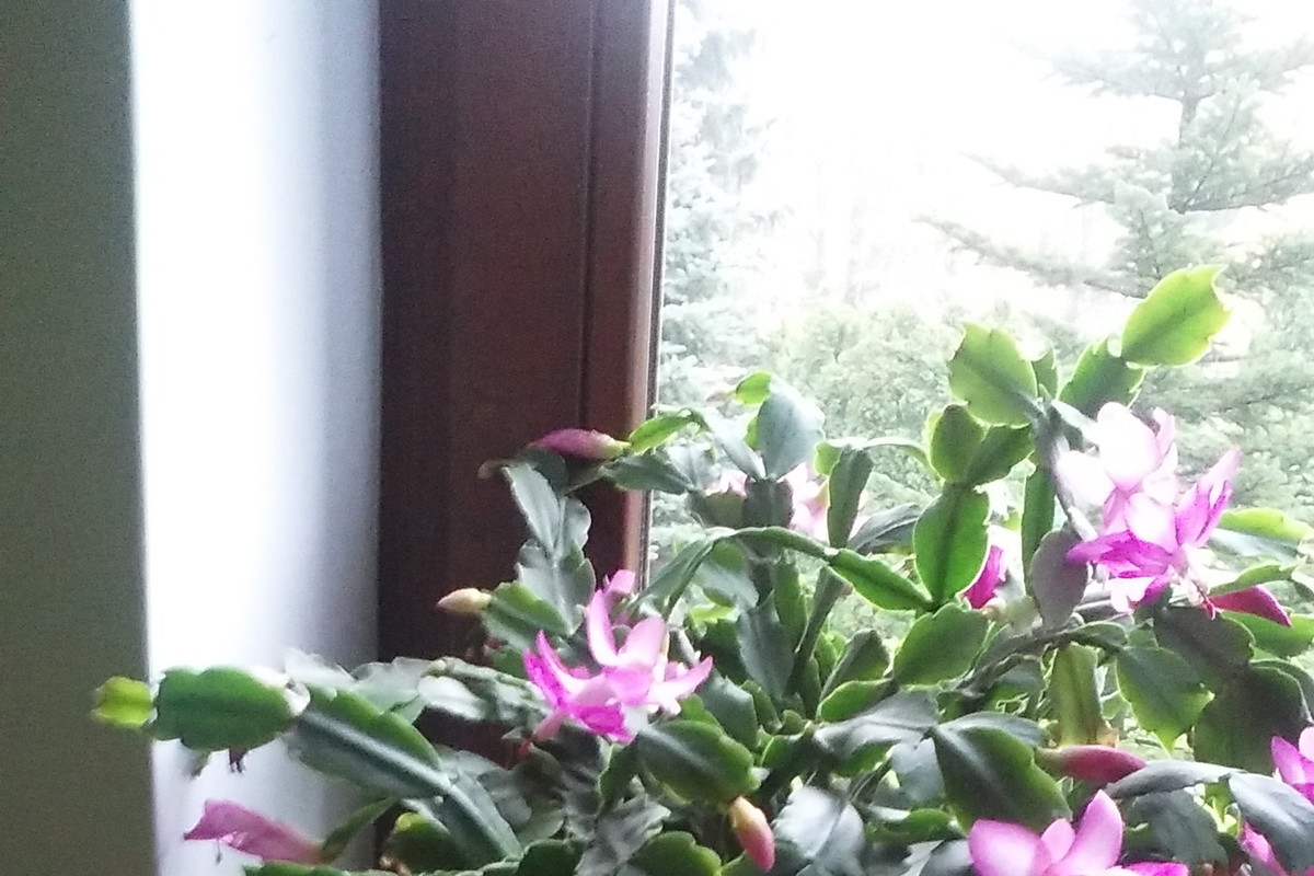 KWIATY W DOMU PANI KAZIMIERY GRUDZIĘŃ FIOLETOWY