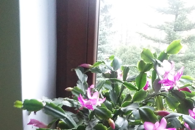 KWIATY W DOMU PANI KAZIMIERY GRUDZIĘŃ FIOLETOWY