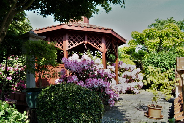 kwitną rododendrony