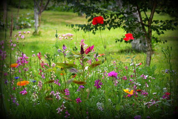 Łąka dla pszczół.