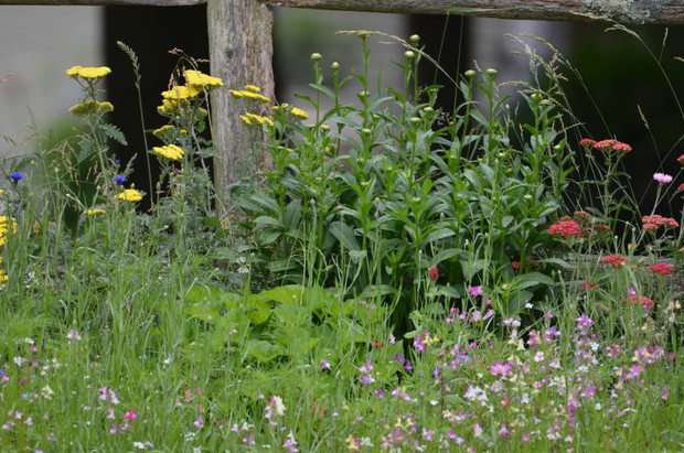 łąka kwiatowa która w tym roku wzbogaciła się o nowe rośliny 