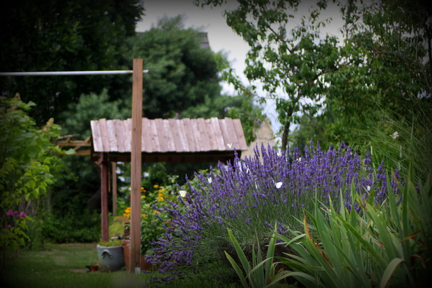 Lawenda na łące II